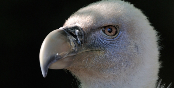 Griffon Vulture - Jean-Jacques Boujot (Creative Commons 2.0)