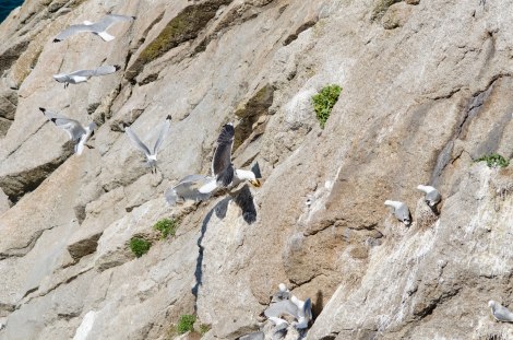 A Great Black-backed Gull predating a Kittiwake nest (Photo: Tom Dickins, 2015)